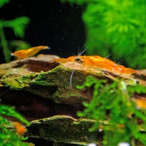 IMG_0657 Orange Sunkist Garnéla