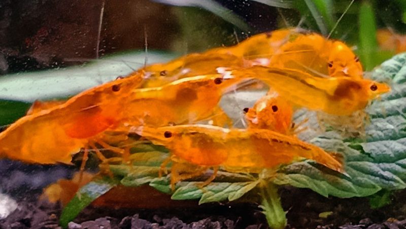 Shimpora neocaridina garnélák Yellow fire