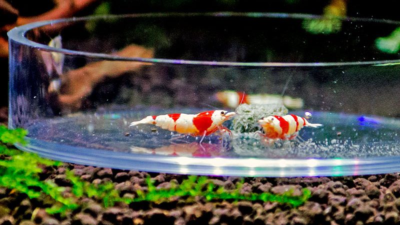 Shrimpora CRS garnélák etető tálban