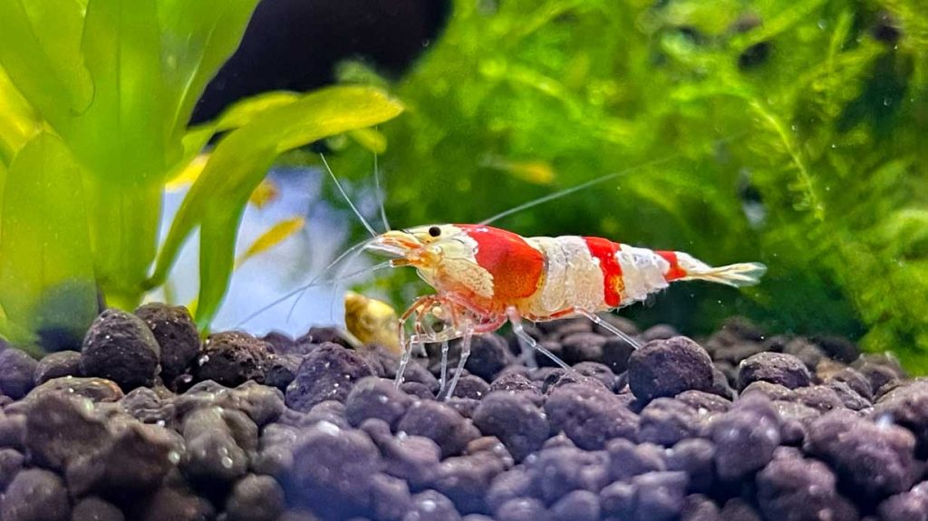 caridina garnéla sötét talajon