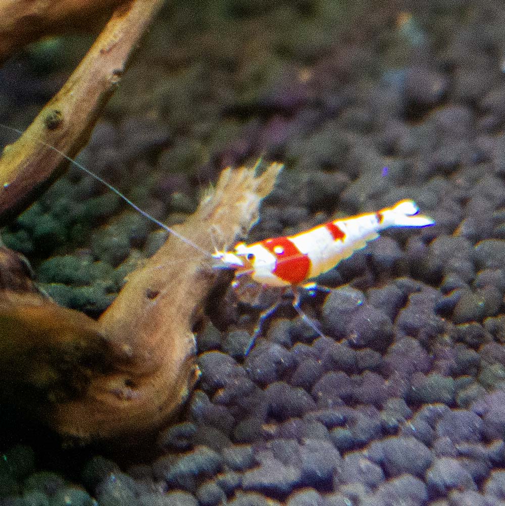 Piros-fehér garnélarák az akváriumban