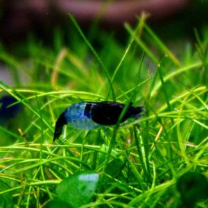 kék-rili1 Blue Rili Garnéla