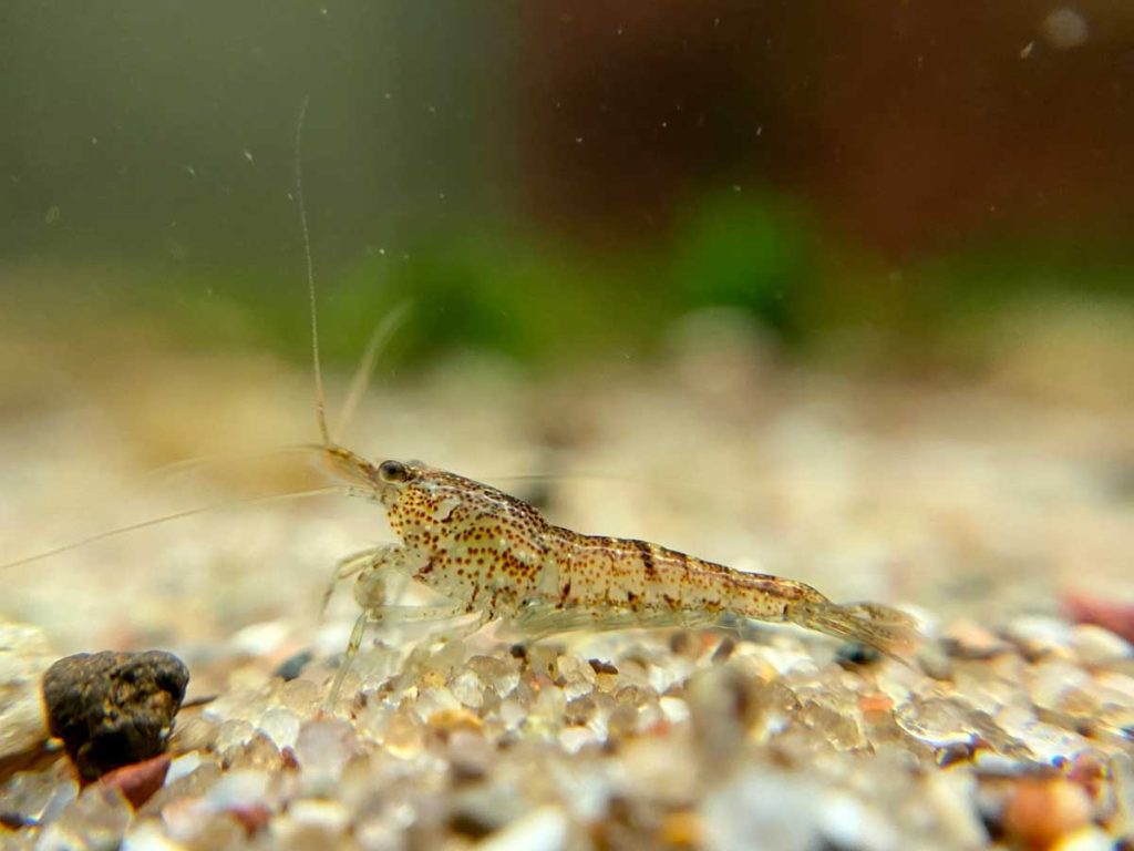 neocaridina vadas