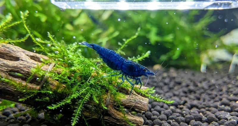 neocaridina garnéla