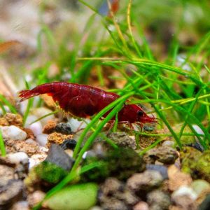 piros1 Red Cherry (piros) garnéla