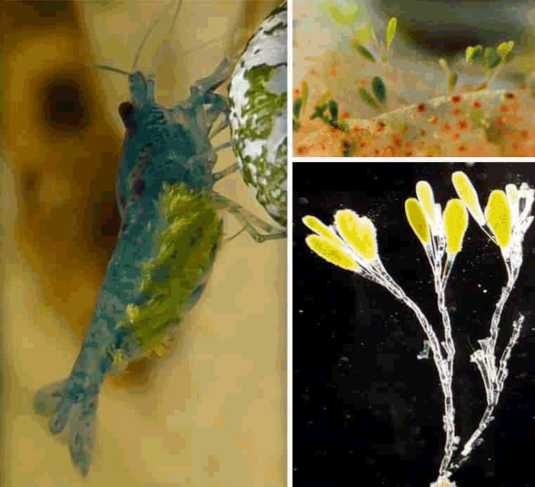 Ellobiopsidae garnéla betegség Cladogonium ogishimae