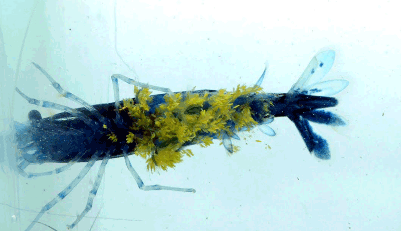 Zöld Gomba Ellobiopsidae Cladogonium