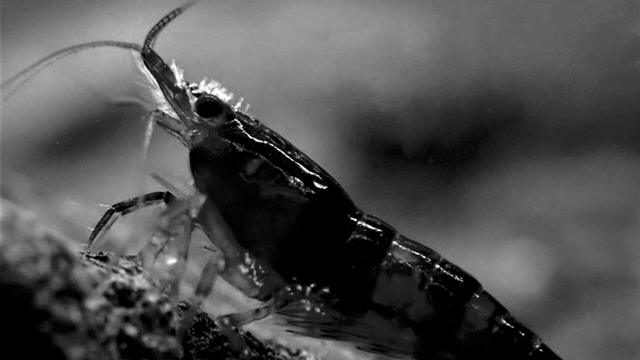 Scutariella-Japonica Scutariella Japonica fertőzés