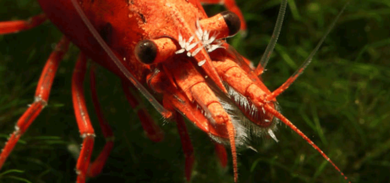 Garnéla betegség Scutariella japonica Garnéla betegség Scutariella. a képen egy garnéla fej látható orrán integető férgekkel