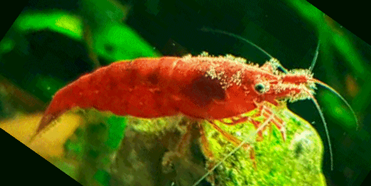 Shrimp-with-Vorticella-1 garnéla betegség Vorticella