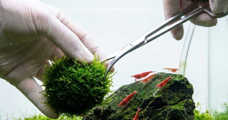 Profi heti akvárium karbantartás: növények trimmelése és vízcsere garnélás akváriumban