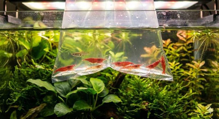 Profi heti akvárium karbantartás: növények trimmelése és vízcsere garnélás akváriumban.