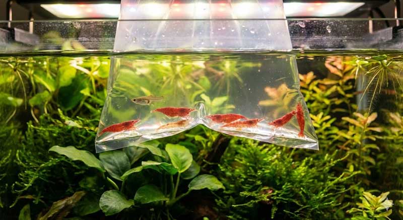 Profi heti akvárium karbantartás: növények trimmelése és vízcsere garnélás akváriumban.