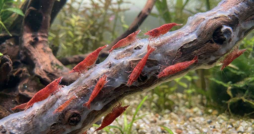 Fehér penész (biofilm) az új akvárium fán (dekoráció): A garnélák kedvenc csemegéje, nem kell eltávolítani.