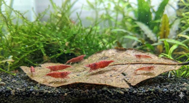 Garnéla etetés. Piros neocaridina garnélák agy biofilmmel lepett levélen legelenek. Biofilm