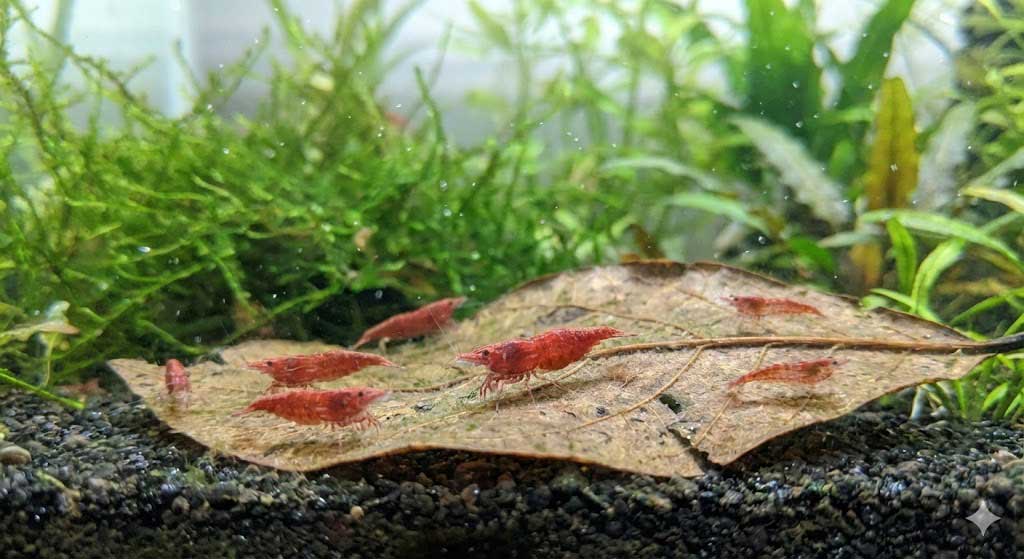 Garnéla etetés. Piros neocaridina garnélák agy biofilmmel lepett levélen legelenek. Biofilm