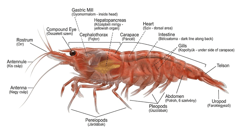 garnála-anatómia garnéla anatómia