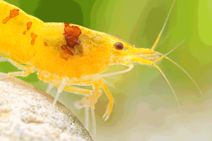 rozsdafolt betegség rozsdafolt betegség