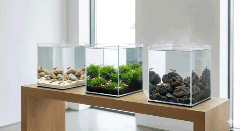 Garnéla fajok vízparaméterei