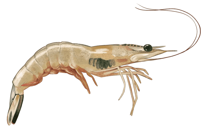 fekete-kopoltyú_web